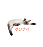 カッツェにしやがれ（個別スタンプ：1）