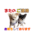 にゃんこ2＆わんこ2（個別スタンプ：10）