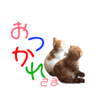 にゃんこ2＆わんこ2（個別スタンプ：13）