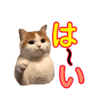 にゃんこ2＆わんこ2（個別スタンプ：14）