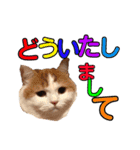 にゃんこ2＆わんこ2（個別スタンプ：17）