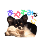 にゃんこ2＆わんこ2（個別スタンプ：19）