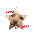 muffinとpockyのくらし☺︎（個別スタンプ：13）