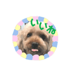muffinとpockyのくらし☺︎（個別スタンプ：15）