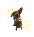 トコとシャネルとその子犬たちスタンプ（個別スタンプ：1）