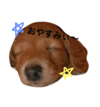 トコとシャネルとその子犬たちスタンプ（個別スタンプ：4）
