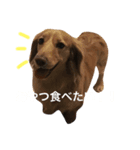 トコとシャネルとその子犬たちスタンプ（個別スタンプ：5）