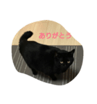 黒猫 みぃーたん②（個別スタンプ：2）