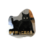 黒猫 みぃーたん②（個別スタンプ：5）