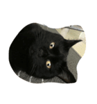 黒猫 みぃーたん②（個別スタンプ：7）