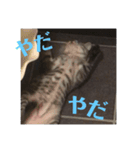 シャロたそスタンプ5（個別スタンプ：2）