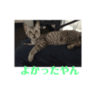 シャロたそスタンプ5（個別スタンプ：5）