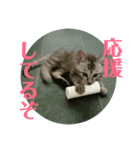 シャロたそスタンプ5（個別スタンプ：6）
