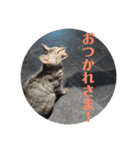 シャロたそスタンプ5（個別スタンプ：7）