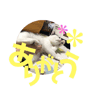 花のすたんぷ（個別スタンプ：2）