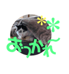 花のすたんぷ（個別スタンプ：3）