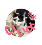 花のすたんぷ（個別スタンプ：4）