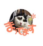 花のすたんぷ（個別スタンプ：5）