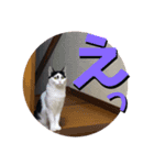 花のすたんぷ（個別スタンプ：7）