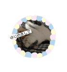 チップとココナッツのスタンプ（個別スタンプ：2）