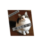 チップとココナッツのスタンプ（個別スタンプ：5）