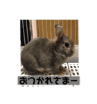 チップとココナッツのスタンプ（個別スタンプ：7）