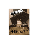 チップとココナッツのスタンプ（個別スタンプ：11）