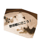 チップとココナッツのスタンプ（個別スタンプ：12）