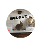 チップとココナッツのスタンプ（個別スタンプ：17）