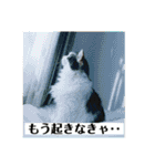 チップとココナッツのスタンプ（個別スタンプ：18）