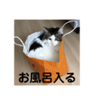 チップとココナッツのスタンプ（個別スタンプ：27）