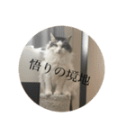 チップとココナッツのスタンプ（個別スタンプ：29）