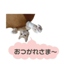茶トラのモナカの日常スタンプ♡（個別スタンプ：3）