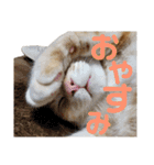 茶トラのモナカの日常スタンプ♡（個別スタンプ：9）
