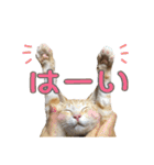 茶トラのモナカの日常スタンプ♡（個別スタンプ：12）
