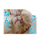 茶トラのモナカの日常スタンプ♡（個別スタンプ：14）