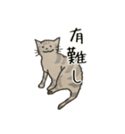 美しい言葉の猫（個別スタンプ：5）