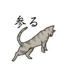 美しい言葉の猫（個別スタンプ：6）