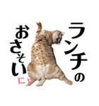 スコティッシュのぎんちゃん。（個別スタンプ：13）