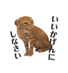スコティッシュのぎんちゃん。（個別スタンプ：15）
