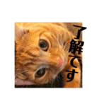 スコティッシュのぎんちゃん。（個別スタンプ：21）