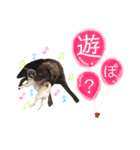 虎太郎＆蓮＆花スタンプ（個別スタンプ：15）