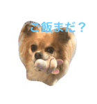 モカちゃん♡（個別スタンプ：1）