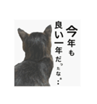 タロの日々2（個別スタンプ：3）