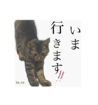 タロの日々2（個別スタンプ：6）