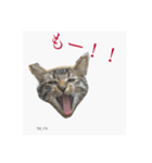 タロの日々2（個別スタンプ：7）