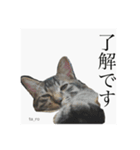 タロの日々2（個別スタンプ：8）