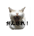 うちのイケにゃん（個別スタンプ：10）