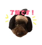 トイプードルちむの日常。（個別スタンプ：2）