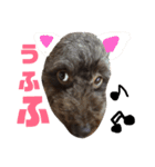 トイプードルちむの日常。（個別スタンプ：9）